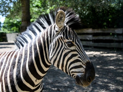 Steppezebra - De Zonnegloed - Dierenpark - Dieren opvangcentrum - Sanctuary